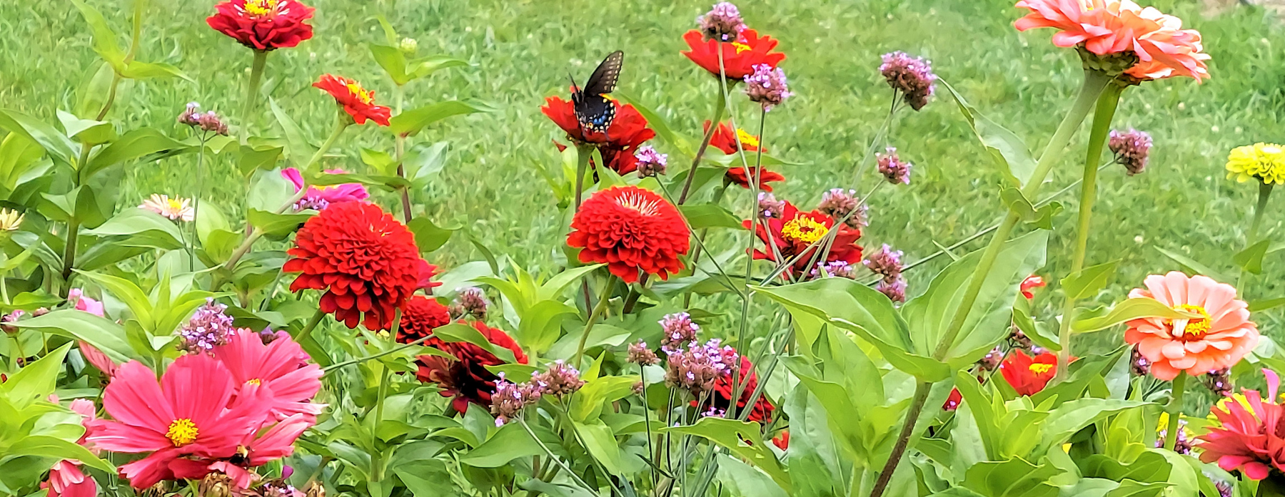 Butterfly amongst the Zinnias Butterfly amongst the Zinnias