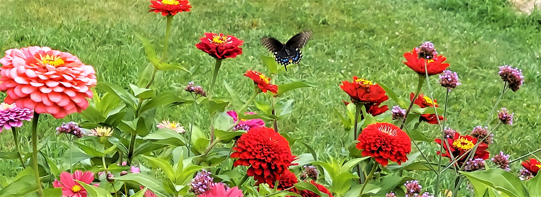 Butterfly in flight II Butterfly in flight II