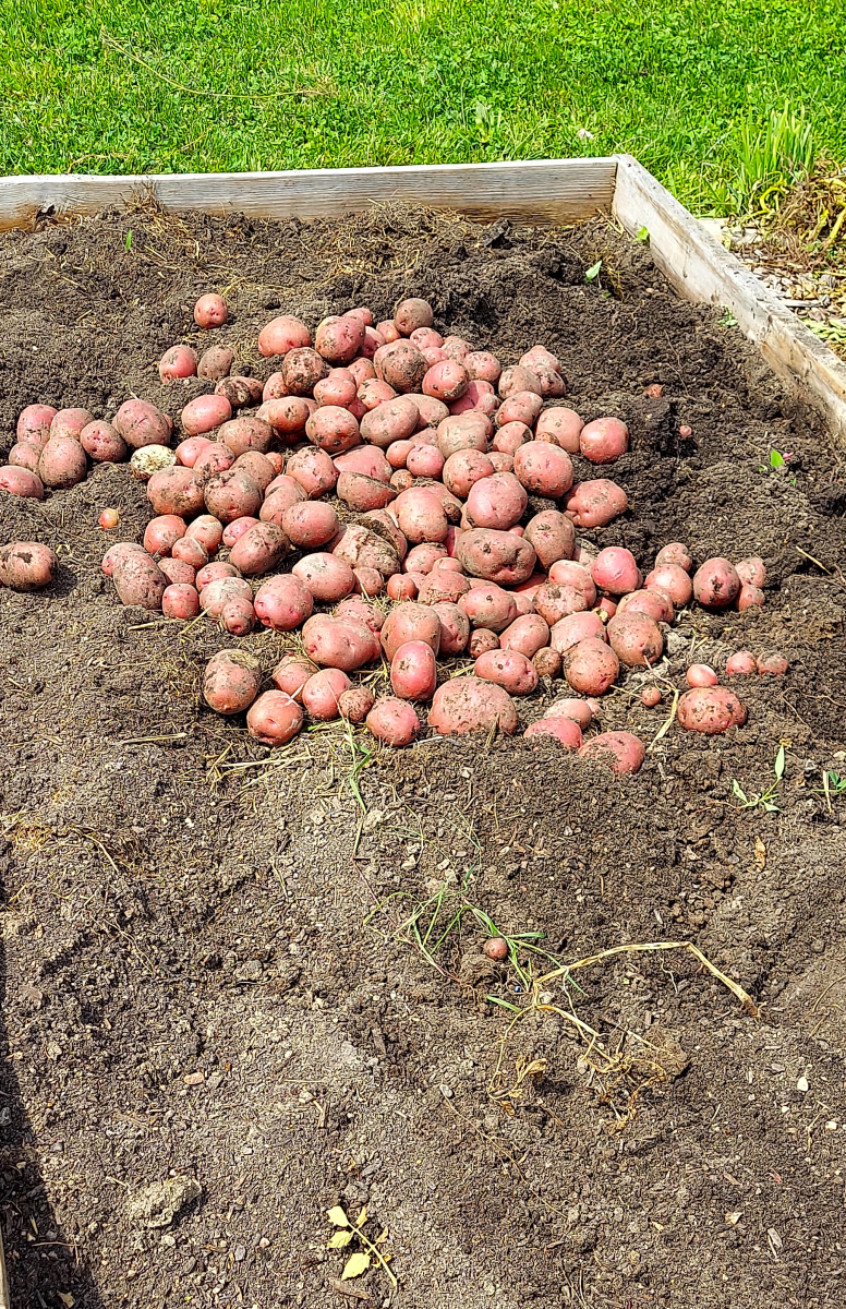 Red Norland Potatoes Red Norland Potatoes