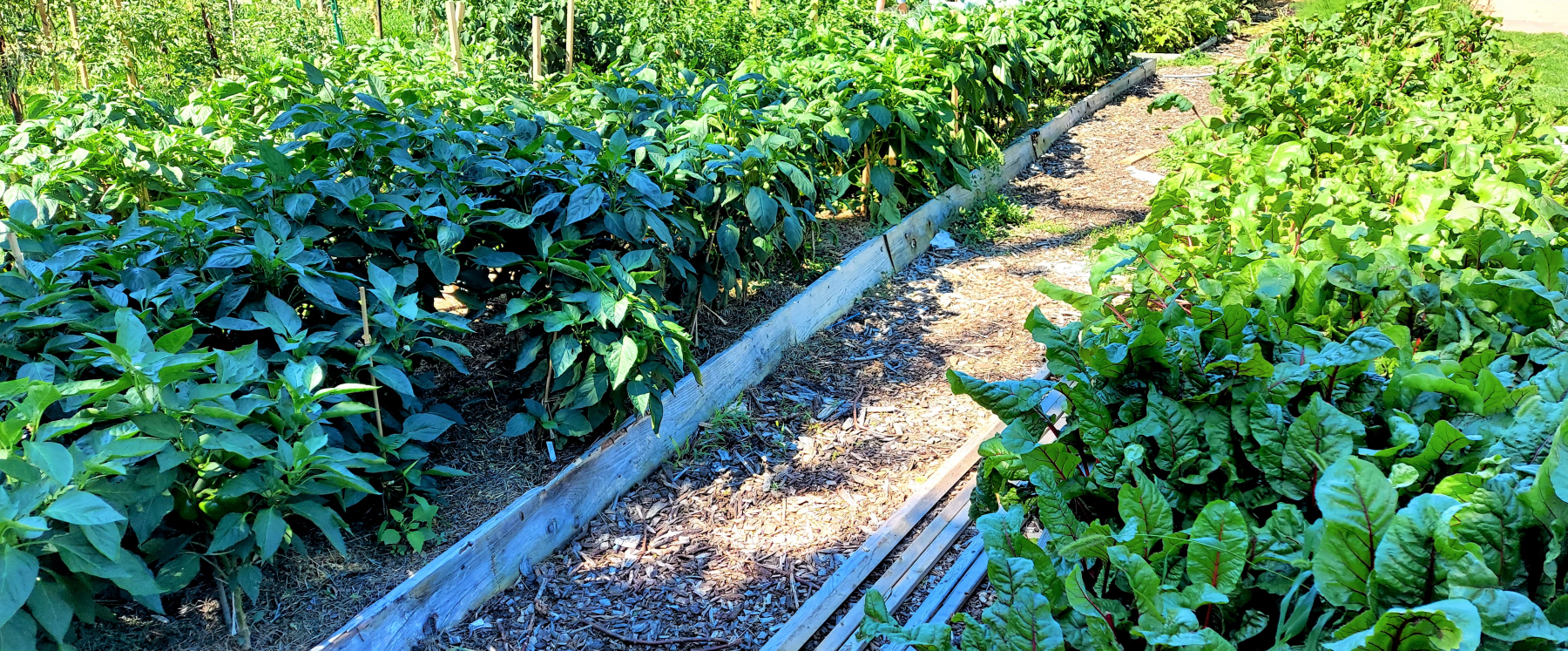 Peppers-and-beets- Peppers-and-beets-